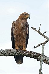 Tawny Eagle